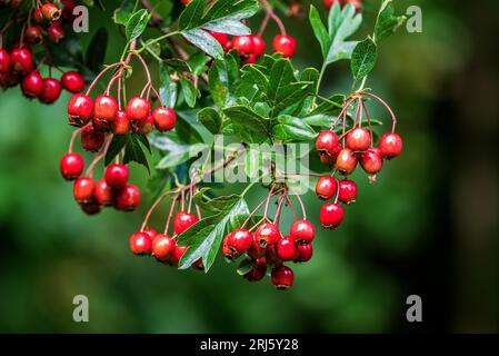 Bacche di biancospino. Spinoc, spinolo, albero di maggio, biancospino, fiore di maiale o fragola, Foto Stock