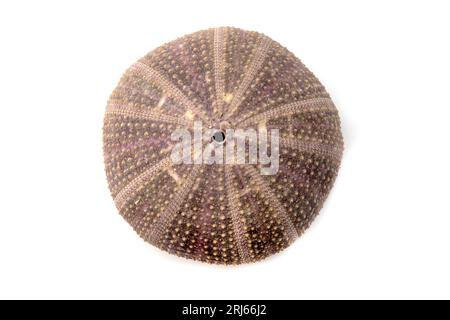 Prova di riccio marino (Paracentrotus lividus) su sfondo bianco Foto Stock