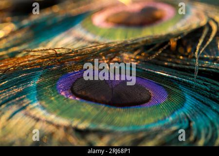 Un primo piano di una piuma pavone, con vivaci sfumature di blu e verde Foto Stock