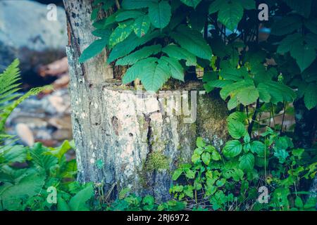 Un ceppo circondato da una vegetazione lussureggiante. Foto Stock