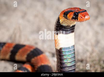 Primo piano di un Cape Coral Snake (Aspidelaps LUBRUUS), una specie velenosa dell'Africa meridionale Foto Stock