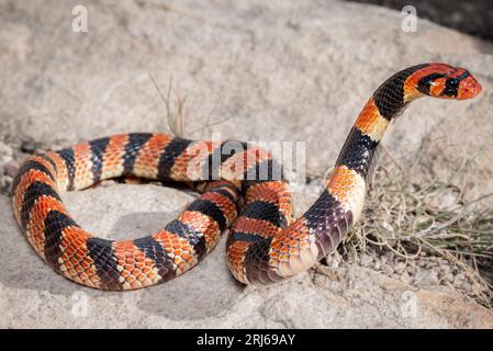 Primo piano di un Cape Coral Snake (Aspidelaps LUBRUUS), una specie velenosa dell'Africa meridionale Foto Stock