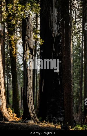 Il tronco dell'albero bruciato si trova nella foresta di sequoia Foto Stock