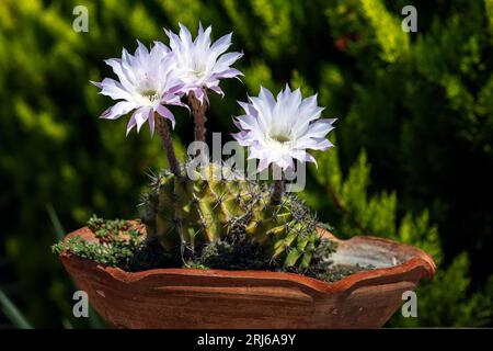 Tre fiori di cactus cereus in piena fioritura. Foto Stock