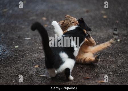 Un primo piano di due gatti randagi che combattevano per strada Foto Stock