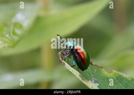 Un'immagine selettiva di un vibrante scarabeo dogbane su una foglia Foto Stock