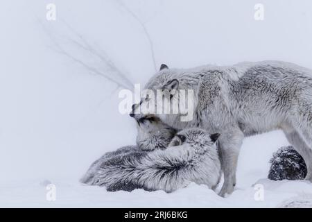 Un maestoso lupo grigio e il suo cucciolo si trovano su un terreno innevato di fronte a un grande albero caduto, creando una scena accattivante in un paesaggio invernale Foto Stock