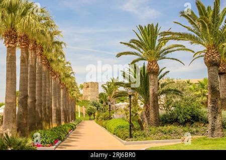 Una scena idilliaca di lussureggianti palme che costeggiano la spiaggia sabbiosa di un pittoresco parco, con un ponte ad arco che offre uno splendido sfondo Foto Stock