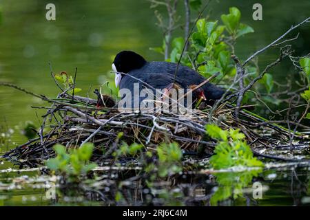 Un primo piano di un comune uccello di gallina in un nido con bambini Foto Stock