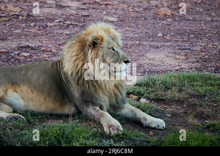 Un leone sta riposando all'ombra nella riserva di caccia dell'Aquila in Sudafrica Foto Stock