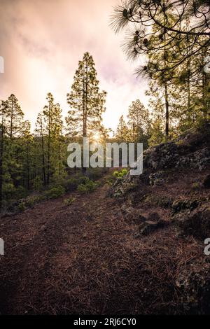 Un solitario sentiero sterrato si snoda attraverso un paesaggio boscoso, fino al torrente Foto Stock