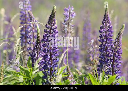 Abbondanza di fiori di lupino viola a foglie multiple (Lupinus polyphyllus) Foto Stock