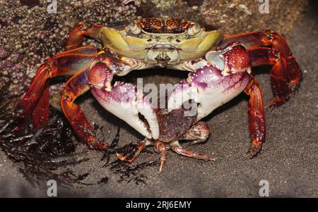 Grande granchio viola - Leptograpsus variegatus - schiacciando il guscio di un granchio molto più piccolo. Il cannibalismo fa parte della vita quotidiana di questi granchi Foto Stock