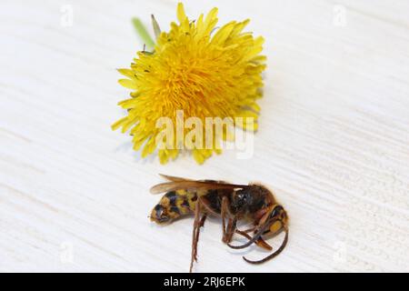 WASP e tarassolo Foto Stock