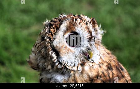 Majestic Owls Lek all'Ashbourne Show, Regno Unito Foto Stock