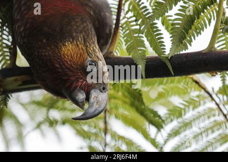 Primo piano di un Kaka - Nestor meridionalis - appeso a una felce dell'albero che mostra il suo grande becco agganciato e le colorate marcature. Foto Stock