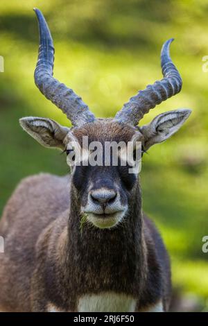 Blackbuck - Antilope cervicapra - noto anche come antilope indiana. Primo piano che mostra uno sguardo intenso con i suoi occhi grandi e il suo lungo sughero Foto Stock