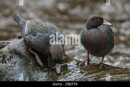 Un paio di anatre blu - Hymenolaimus malacorhynchos - riposano su una roccia per sfuggire al fiume che scorre veloce, uno che sguazza alle alghe. Foto Stock