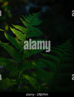 Una piccola pianta di felce che cresce in un ambiente lussureggiante e verde della foresta, con luce che abbraccia gli alberi Foto Stock