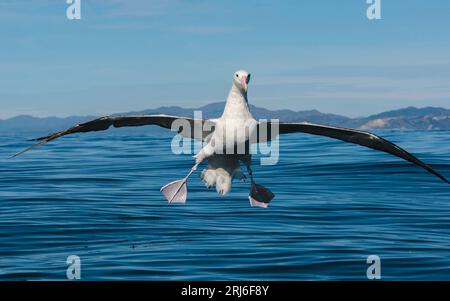 Albatross itinerante - Exulans di Diomedea - con l'apertura alare più grande del mondo; ali che arrivano a terra al largo della costa di Kaikoura in nuova Zelanda. Foto Stock