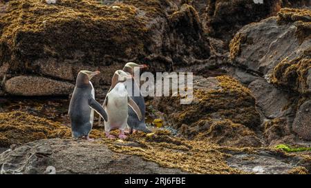 Tre pinguini dagli occhi gialli - antipodi Megadyptes - si stagliano insieme su rocce ricoperte di alghe, tutti nella stessa direzione. Nuova Zelanda Foto Stock
