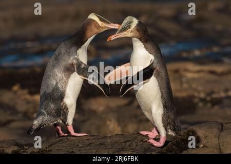 Due pinguini dagli occhi gialli - antipodi Megadyptes - entrano in contatto con becchi e pinne mentre si salutano su una spiaggia rocciosa. NUOVA ZELANDA Foto Stock