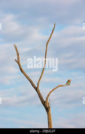 Un'immagine verticale di un mangiatore di api europeo arroccato su un ramo di albero sotto un cielo nuvoloso blu Foto Stock