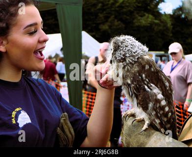Majestic Owls Lek all'Ashbourne Show, Regno Unito Foto Stock