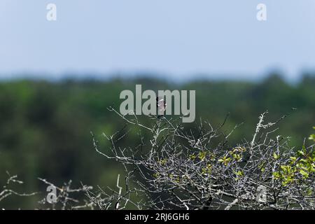 Stonechat maschio seduto in cima alla filiale Foto Stock