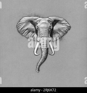 Disegno a matita Elefant Foto Stock