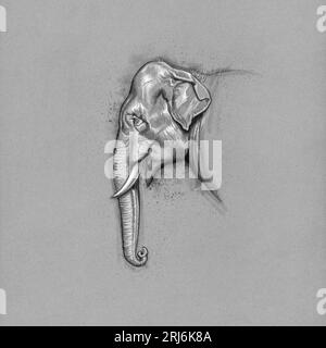 Disegno a matita Elefant Foto Stock