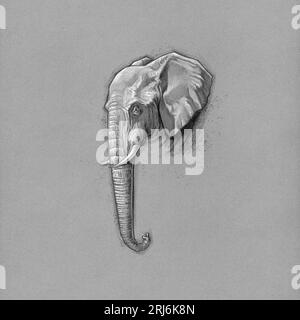Disegno a matita Elefant Foto Stock