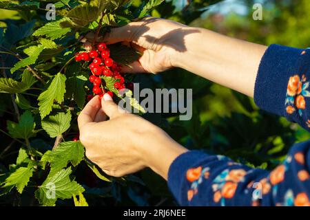 un contadino che tiene un mucchio di ribes rosso. la donna strappa bacche di ribes rosso da un ramo. raccolta di ribes rosso . Foto di alta qualità Foto Stock