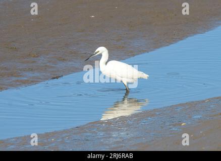 Garzetta (Egretta garzetta) Foto Stock