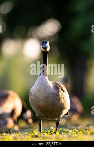 Immagine verticale di un'oca canadese arroccata su un prato erboso con uno sfondo sfocato Foto Stock