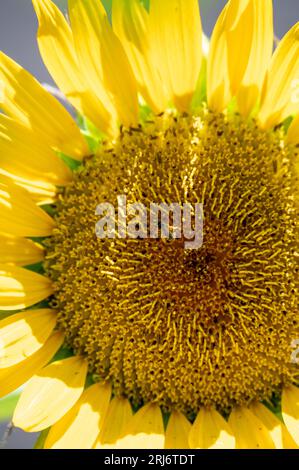 Una vibrante immagine ravvicinata di un girasole in piena fioritura, con un'ape arroccata in cima al sole luminoso Foto Stock