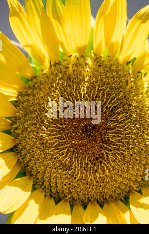 Una vibrante immagine ravvicinata di un girasole in piena fioritura, con un'ape arroccata in cima al sole luminoso Foto Stock