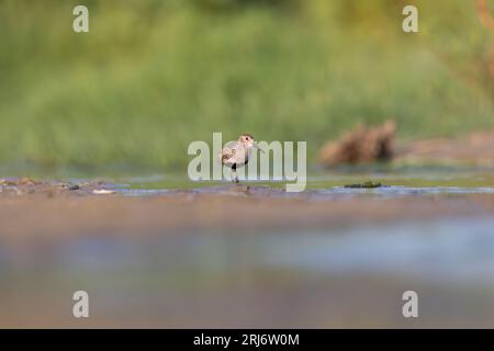 Wader o Shorebird, il dunlin (Calidris alpina) Foto Stock