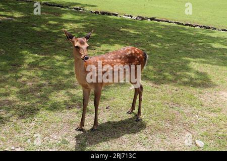 Un solitario cervo dalla coda bianca si trova su un campo erboso Foto Stock