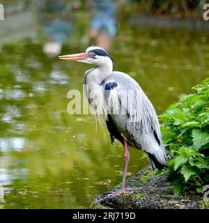 Un primo piano di un airone grigio arroccato su una superficie rocciosa in un verde lussureggiante vicino all'acqua tranquilla Foto Stock