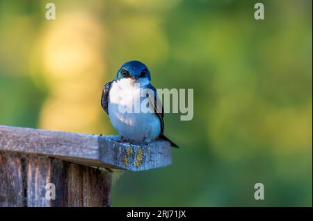 Primo piano di una rondine vibrante arroccata su un ramo d'albero con uno sfondo sfocato Foto Stock