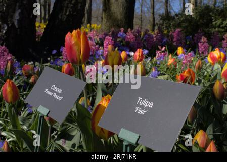 Una mostra di tulipani colorati in vendita con un cartello con una varietà di nomi di tulipani Foto Stock