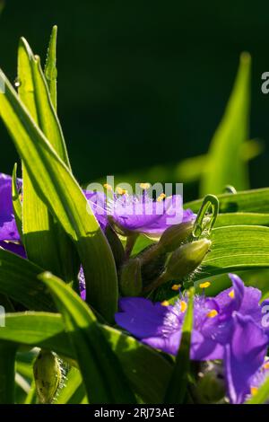 Un primo piano di Tradescantia virginiana, l'erba ragna della Virginia alla luce del sole. Foto Stock