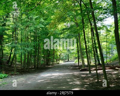 Sentiero non asfaltato nella foresta, percorso ricreativo con ciclista a distanza Foto Stock