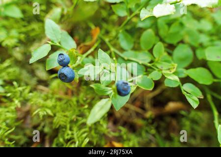 Mirtilli selvatici crescere su una boccola nella foresta Foto Stock