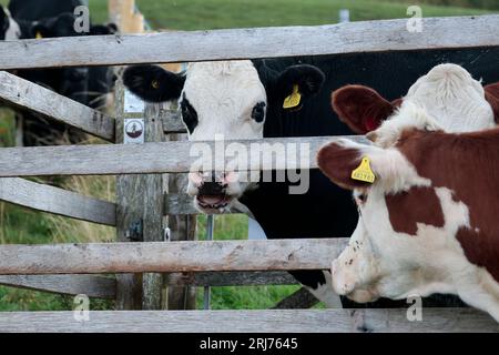 Bestiame a cissbury ring South Down uk, mucche bianche e nere e marroni e bianche nell'area di accesso pubblico al cancello dei baci. etichette auricolari gialle e numerose mosche Foto Stock