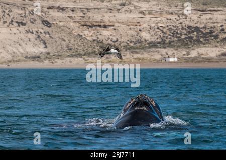 Balena destra meridionale in superficie, Peninsula Valdes, Patagonia, Argentina. Foto Stock