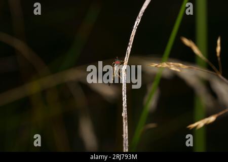 Genere Melonostoma famiglia Syrphidae mosca carta da parati di insetti selvatici Foto Stock