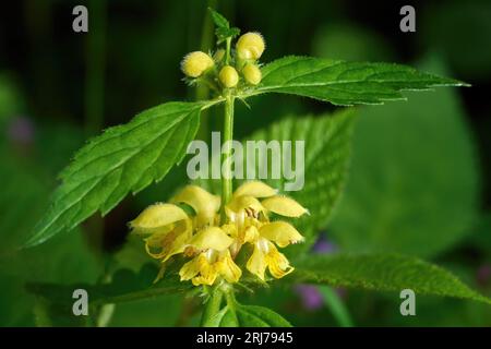 Arcangelo giallo, ortica morta dorata (Lamium galeobdolon) dettaglio di fiori e gemme Foto Stock