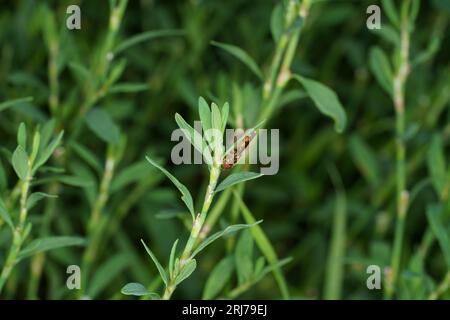 Genere Platycheirus famiglia Syrphidae mosca carta da parati di insetti selvatici Foto Stock